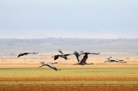 53025 Grus grus (Gru cenerina)